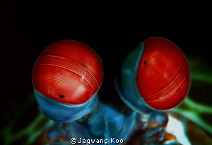 Eyes of Peacock Mantis Shrimp by Jagwang Koo 